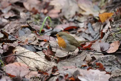 Gfenn, Tiere: Foto 101 von Josef Hupf
