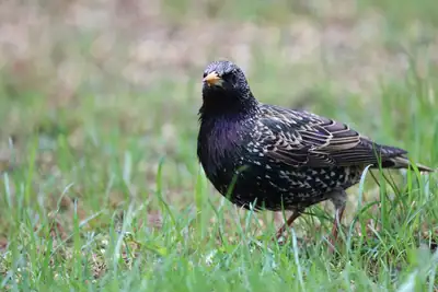Gfenn, Tiere: Foto 93 von Josef Hupf