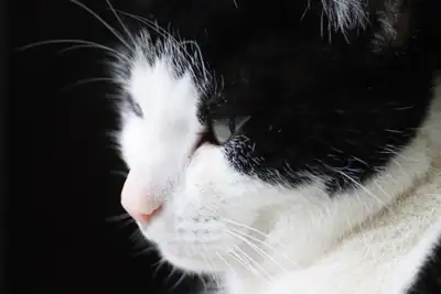 Tiere & Natur, Katzen: Foto 165 von Josef Hupf