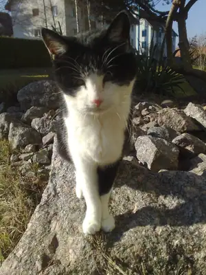 Tiere & Natur, Katzen: Foto 51 von Josef Hupf