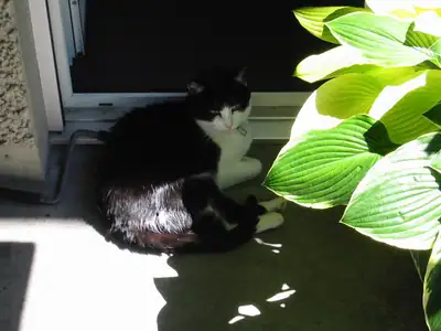 Tiere & Natur, Katzen: Foto 6 von Josef Hupf