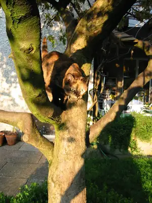 Tiere & Natur, Katzen: Foto 39 von Josef Hupf