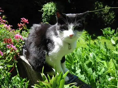 Tiere & Natur, Katzen: Foto 5 von Josef Hupf