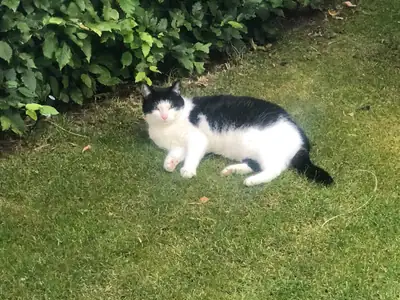 Tiere & Natur, Katzen: Foto 157 von Josef Hupf