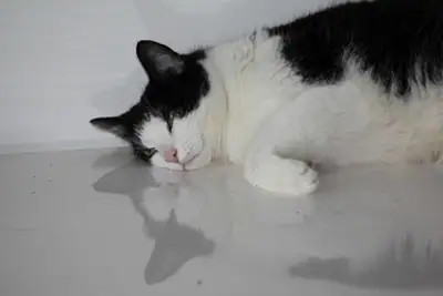 Tiere & Natur, Katzen: Foto 144 von Josef Hupf
