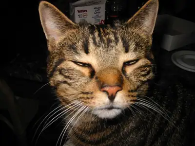 Tiere & Natur, Katzen: Foto 18 von Josef Hupf