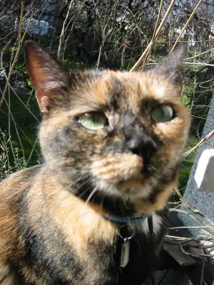Tiere & Natur, Katzen: Foto 31 von Josef Hupf