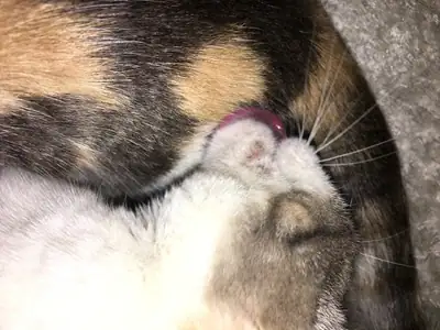 Tiere & Natur, Katzen: Foto 136 von Josef Hupf