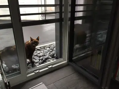 Tiere & Natur, Katzen: Foto 92 von Josef Hupf