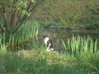 Tiere & Natur, Katzen: Foto 72 von Josef Hupf
