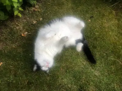 Tiere & Natur, Katzen: Foto 158 von Josef Hupf