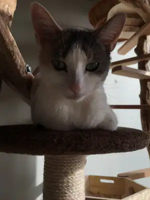 Tiere & Natur, Katzen: Foto 106 von Josef Hupf