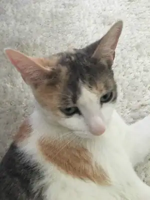 Tiere & Natur, Katzen: Foto 117 von Josef Hupf