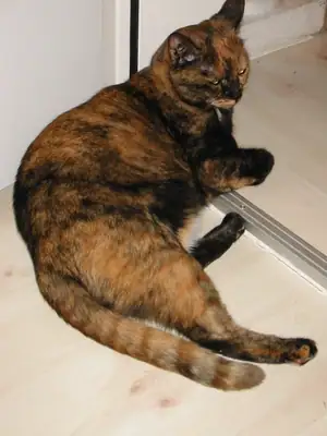 Tiere & Natur, Katzen: Foto 29 von Josef Hupf