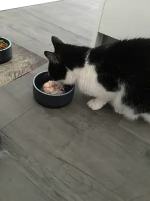 Tiere & Natur, Katzen: Foto 122 von Josef Hupf