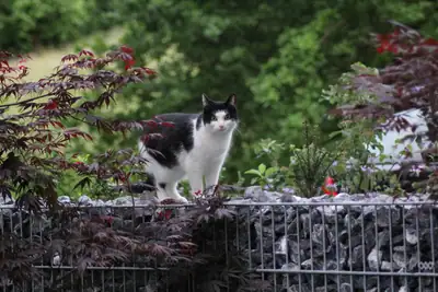 Tiere & Natur, Katzen: Foto 128 von Josef Hupf
