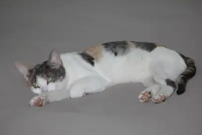 Tiere & Natur, Katzen: Foto 116 von Josef Hupf