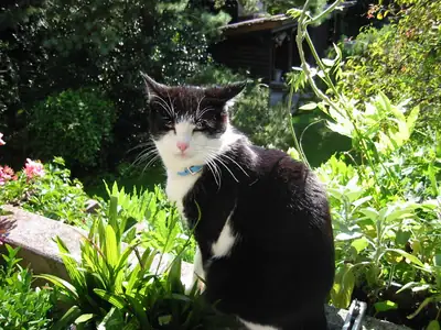 Tiere & Natur, Katzen: Foto 8 von Josef Hupf