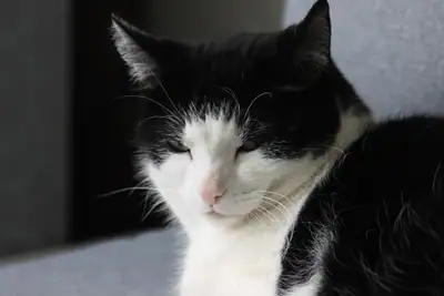 Tiere & Natur, Katzen: Foto 164 von Josef Hupf
