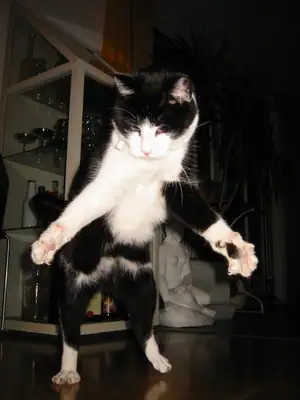 Tiere & Natur, Katzen: Foto 26 von Josef Hupf