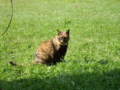 Tiere & Natur, Katzen: Foto 59 von Josef Hupf