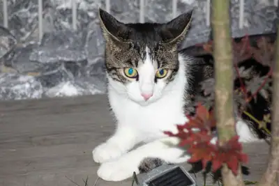 Tiere & Natur, Katzen: Foto 141 von Josef Hupf