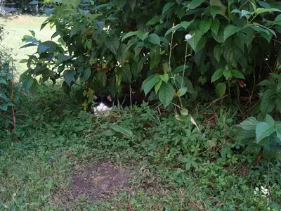 Tiere & Natur, Katzen: Foto 61 von Josef Hupf