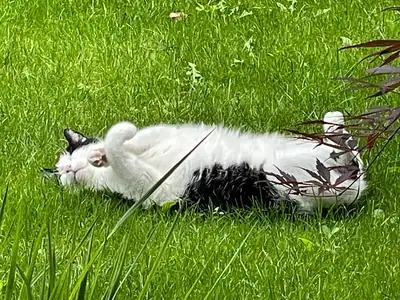 Tiere & Natur, Katzen: Foto 169 von Josef Hupf