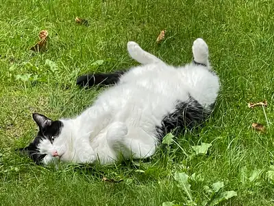 Tiere & Natur, Katzen: Foto 170 von Josef Hupf