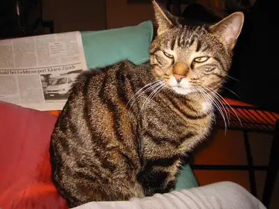 Tiere & Natur, Katzen: Foto 20 von Josef Hupf