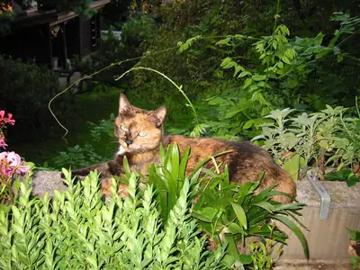 Tiere & Natur, Katzen: Foto 7 von Josef Hupf