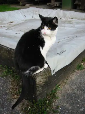 Tiere & Natur, Katzen: Foto 38 von Josef Hupf