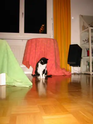 Tiere & Natur, Katzen: Foto 25 von Josef Hupf
