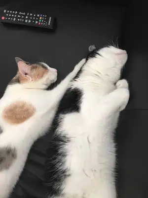 Tiere & Natur, Katzen: Foto 114 von Josef Hupf