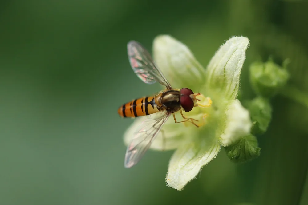 Schwebfliege auf einer weissen Blüte, Makroaufnahme