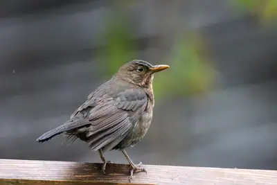 Tiere & Natur, Vögel: Foto 41 von Josef Hupf