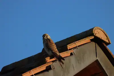 Tiere & Natur, Vögel: Foto 36 von Josef Hupf