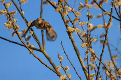 Tiere & Natur, Vögel: Foto 34 von Josef Hupf