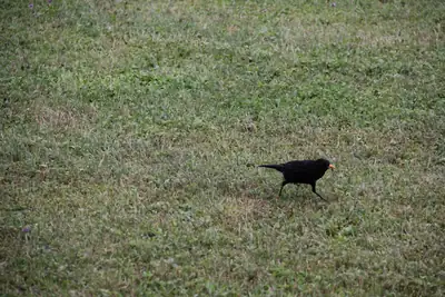 Tiere & Natur, Vögel: Foto 8 von Josef Hupf