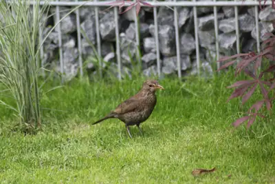 Tiere & Natur, Vögel: Foto 15 von Josef Hupf