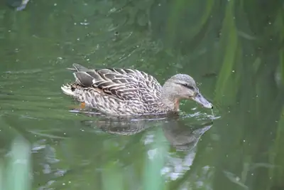 Tiere & Natur, Vögel: Foto 10 von Josef Hupf