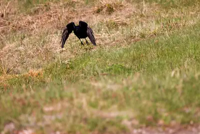 Tiere & Natur, Vögel: Foto 56 von Josef Hupf