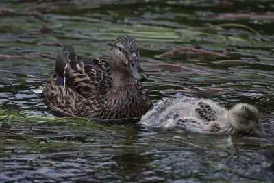 Tiere & Natur, Vögel: Foto 58 von Josef Hupf