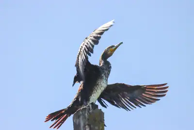 Tiere & Natur, Vögel: Foto 59 von Josef Hupf