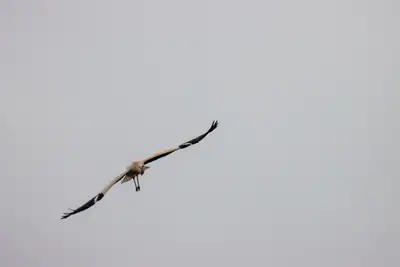 Tiere & Natur, Vögel: Foto 45 von Josef Hupf