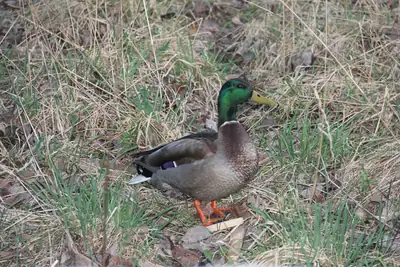 Tiere & Natur, Vögel: Foto 7 von Josef Hupf