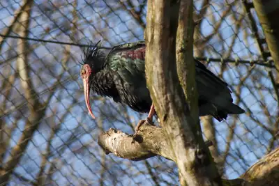 Tiere & Natur, Zoobesuch 2020: Foto 23 von Josef Hupf