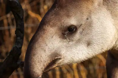 Tiere & Natur, Zoobesuch 2020: Foto 12 von Josef Hupf