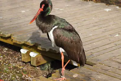 Tiere & Natur, Zoobesuch 2020: Foto 53 von Josef Hupf