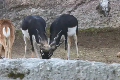Tiere & Natur, Zoobesuch 2020: Foto 3 von Josef Hupf